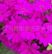 瓜葉菊（東方1号）種子，花(huā)卉種子、花(huā)種、