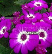 瓜葉菊：東方三号，瓜葉菊種子、盆栽花(huā)卉、花(huā)