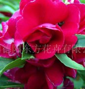 鳳仙花(huā)（紫紅色）花(huā)卉種子