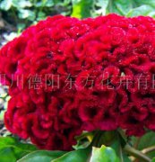 雞冠花(huā)種子，花(huā)種，花(huā)卉種子，種子